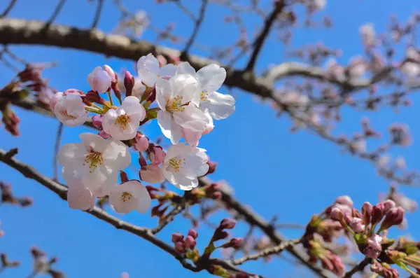 Schöne sakura-blumen in japan — Stockfoto