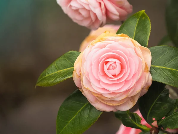 Vacker rosa ros i mjukt ljus — Stockfoto