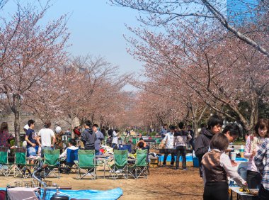 Kiraz çiçekleri Festivali Park zevk Osaka insanlar