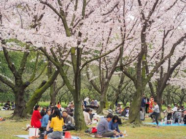 Korakuen Bahçe festivali Cherry zevk Japon çiçekleri