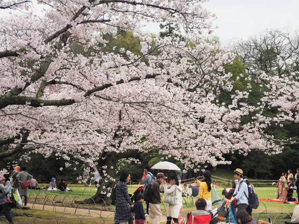 Korakuen Bahçe festivali Cherry zevk Japon çiçekleri