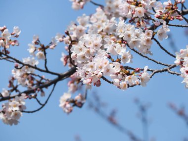 Japonya'nın güzel Sakura çiçeği