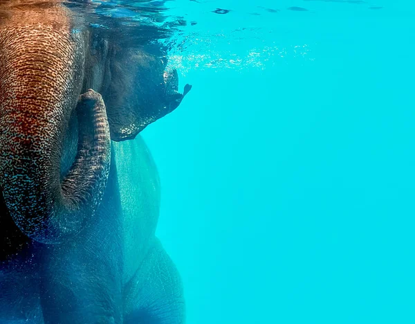 Дикий слон плавает в воде — стоковое фото