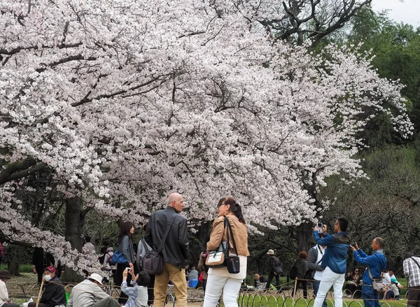 Japanese enjoying Cherry blossoms festival in park — Stock Photo, Image