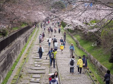 İnsanlar güzel kiraz çiçeği ağaçların altında terkedilmiş bir demiryolu parça boyunca yürüyüş