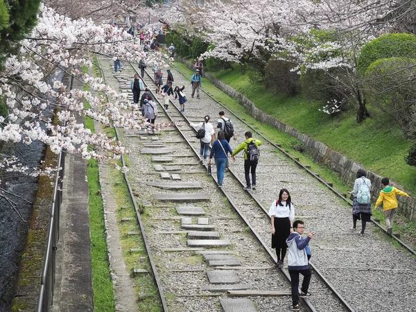 People walking along the tracks of a disused railway under beautiful cherry blossom trees — Stock Photo, Image