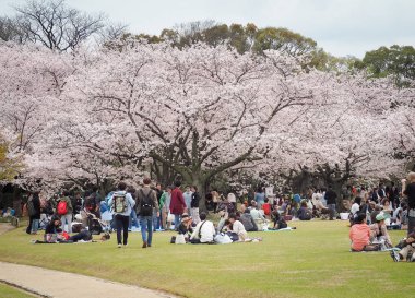 Kiraz tadını Japonca park Festivali çiçekleri