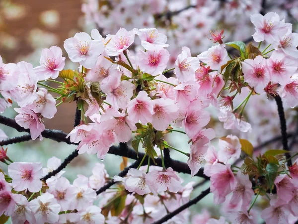 Flores cor de rosa bonitas Sakura com chuva — Fotografia de Stock