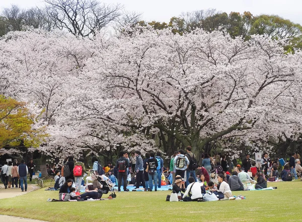 Japanese enjoying Cherry blossoms festival in park — Stock Photo, Image
