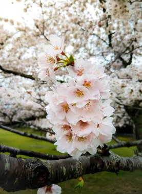 güzel pembe sakura çiçekler 