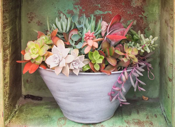 Färgglada mängd Asclepiadaceae i potten — Stockfoto