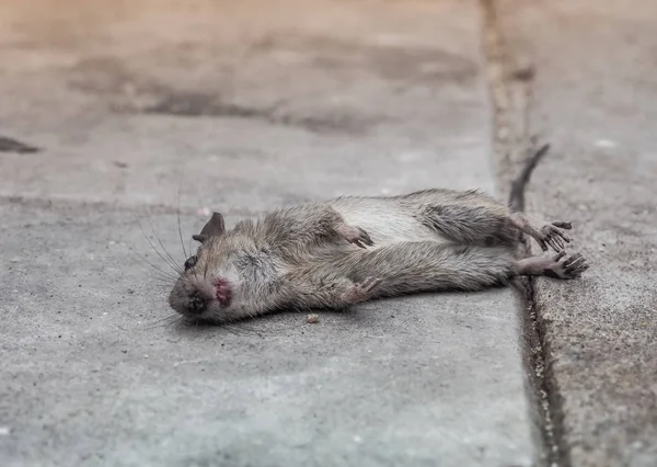 Dead rat death on the sidewalk — Stock Photo, Image