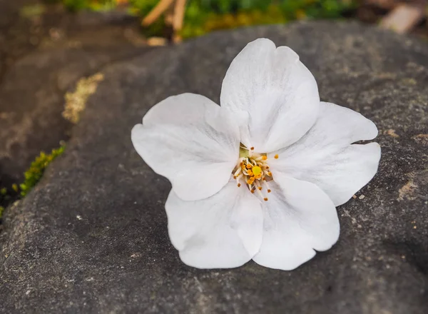 Vackra vita Sakura blommor på stenen — Stockfoto