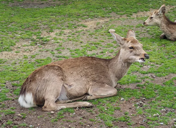 Милый олень в парке Нара — стоковое фото
