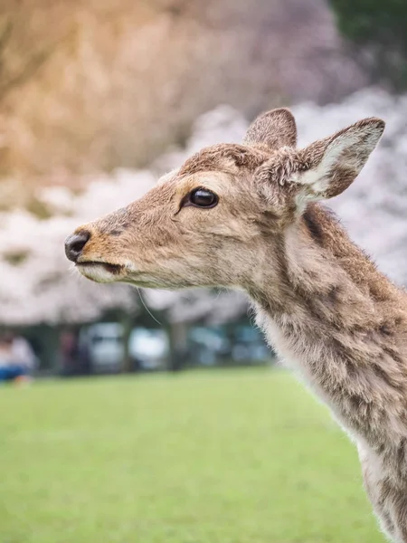 Милый олень в парке Нара — стоковое фото