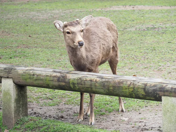 Carino cervo nel parco di Nara — Foto Stock