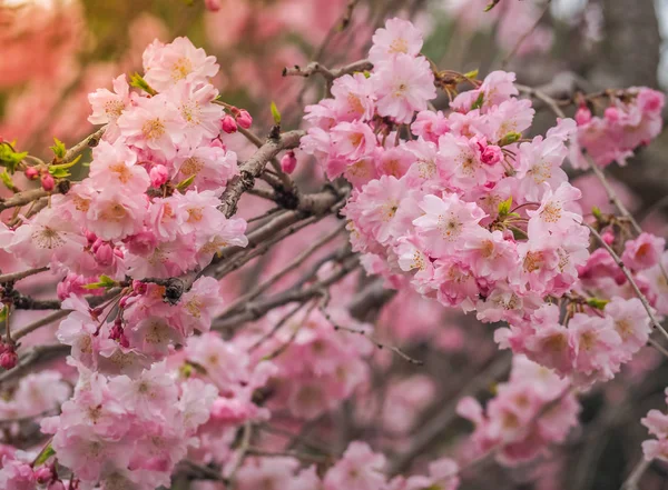 Linda rosa Sakura Flores no Japão — Fotografia de Stock
