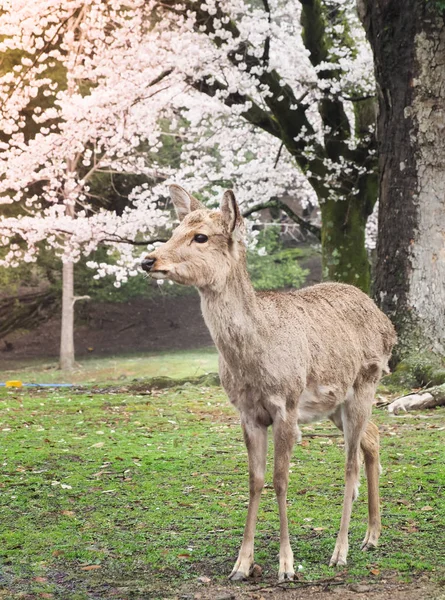 Милый олень с сакурой в парке Нара — стоковое фото