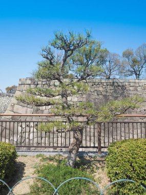 Osaka Kalesi 'Nde Cypress bonsai ağacı