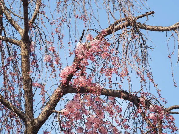 Branch of sakura started blooming