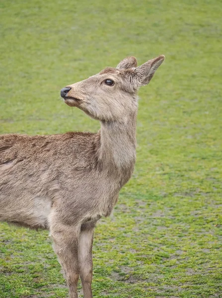 Carino cervo nel parco di Nara — Foto Stock