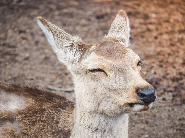 Portrait von Lächeln, niedlichen Hirschen in nara Park — Stockfoto