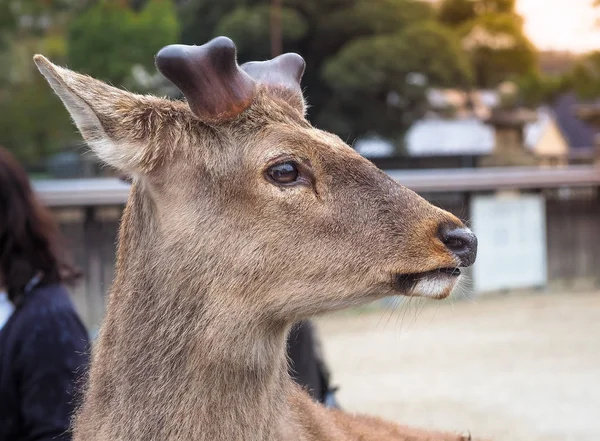 Portrétu z cute jelen v parku Nara — Stock fotografie