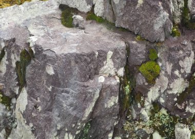 Parkta yeşil yosun ile güzel taş