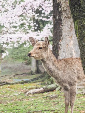 Sakura ağacı Nara Parkı ile sevimli geyik