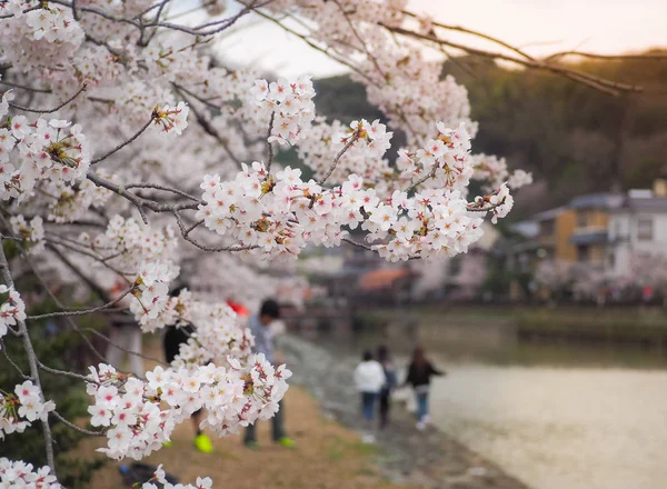 Vackra Sakura blommar i början av säsongen — Stockfoto