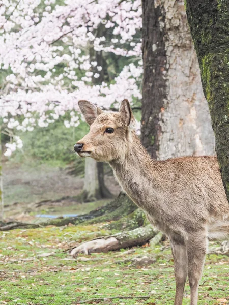 Cute deer with sakura tree in Nara Park — Stock Photo, Image