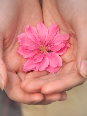 Elinde güzel pembe Sakura çiçekler