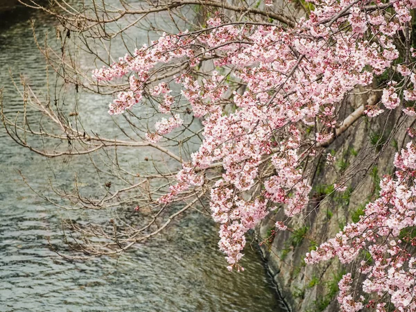 Sakura started blooming