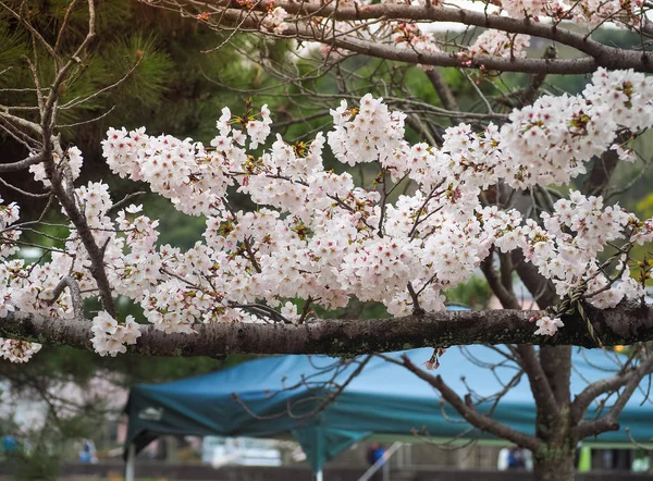 Belas flores de Sakura no Japão — Fotografia de Stock