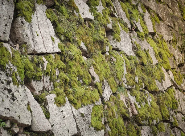 Beautiful stone with green moss in the park Royalty Free Stock Images