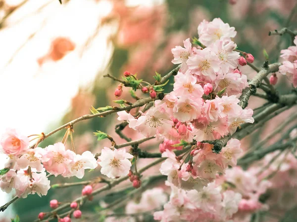 Sakura começou a florescer no início — Fotografia de Stock