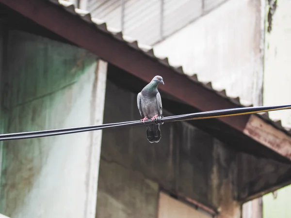 Περιστέρι πουλί κάθεται σε το ηλεκτρικό καλώδιο που κινούνται — Φωτογραφία Αρχείου