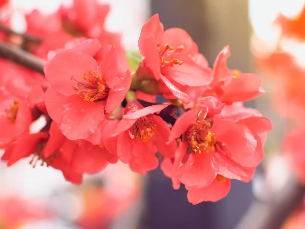Vermelho Sakura plena floração na temporada — Fotografia de Stock