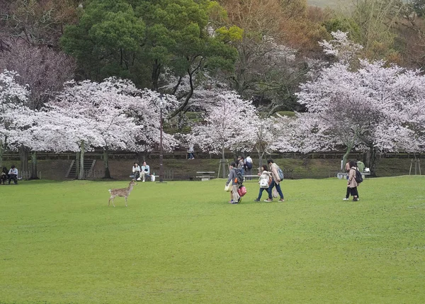 Japanese enjoying Cherry blossoms festival in park. — Stock Photo, Image