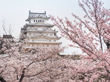 Sakura çiçek sezonunda Himeji Kalesi