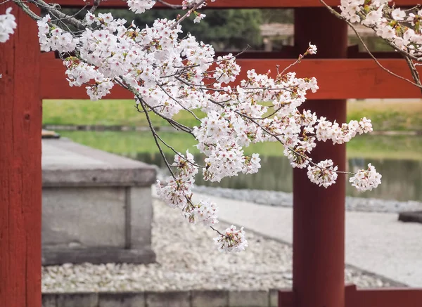 Japonya'nın güzel Sakura çiçeği