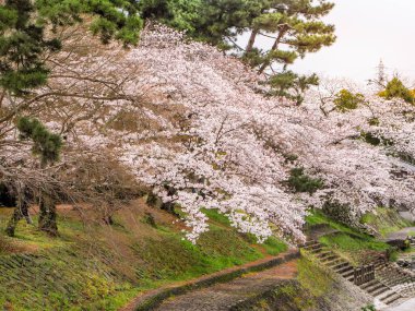Çiçek açan pembe Sakura başladı 