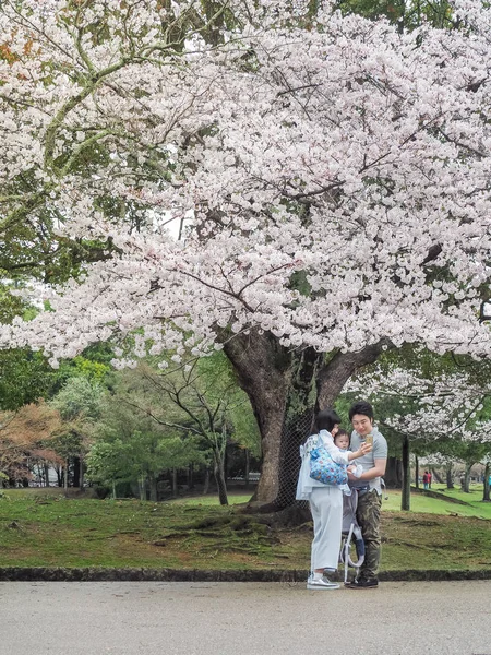 Happiness of a Japanese family in Nara Park.They enjoying Cherry blossoms festival (Hanami) in park. — Stock Photo, Image