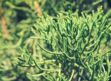 yeşil köknar ağacı arkaplanı