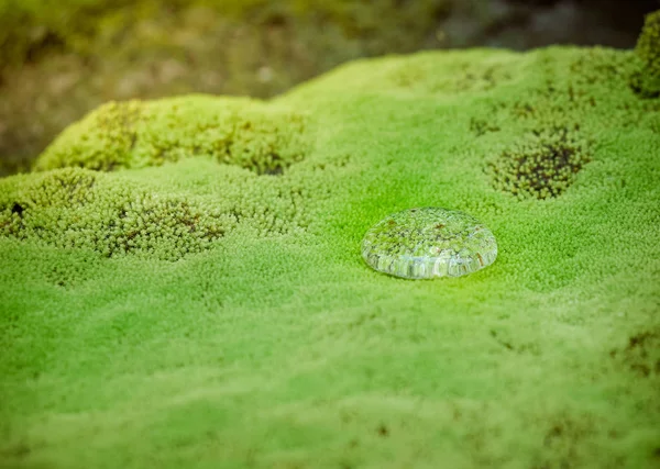 Raindrops on green moss background — Stock Photo, Image