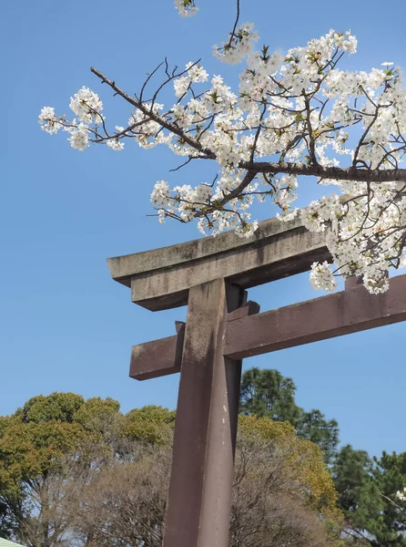 Vackra vita Sakura blommor i Japan — Stockfoto