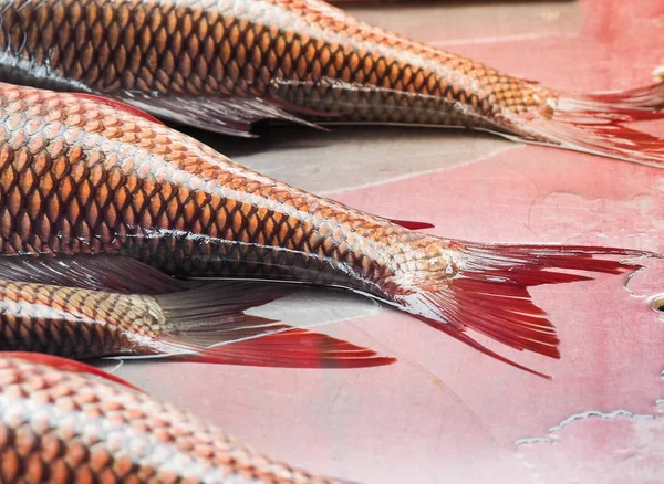 市場で新鮮な魚ディスプレイ — ストック写真