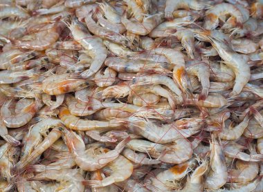 Buz deniz ürünleri pazarında taze karides