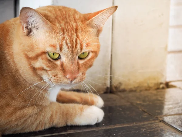 Thai cat ser på kameran — Stockfoto