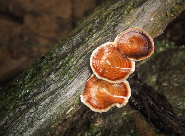 Ormandaki güzel mantar 